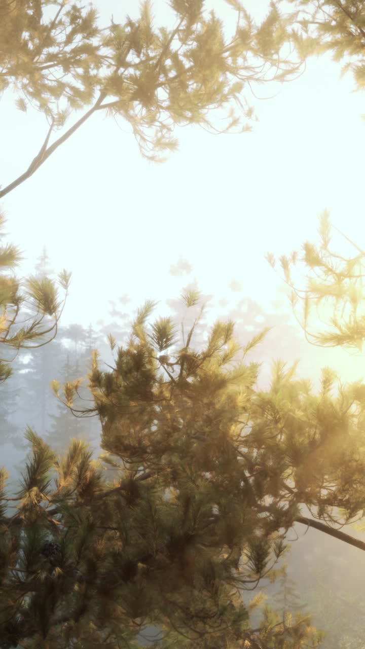 안개 숲의 해가 뜨는 것