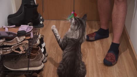 man playing with cat by his front door