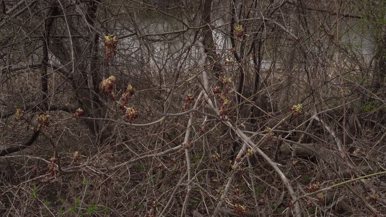 A collection of leafless branches forming a beautiful scene like a work of art in all its splendor. In the background, a river can be seen through the branches.