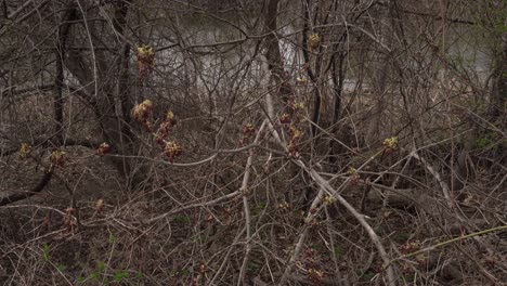 a collection of leafless branches forming a beautiful scene like a work of art in all its splendor. in the background, a river can be seen through the branches.