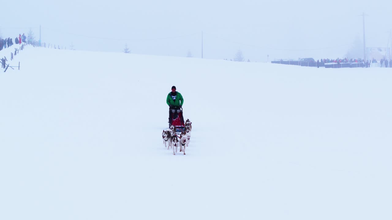 Aerial shot captures a musher in a bright green coat guiding a team of sled dogs as they run energetically up a vast, snow-covered hill on a cold, overcast winter day