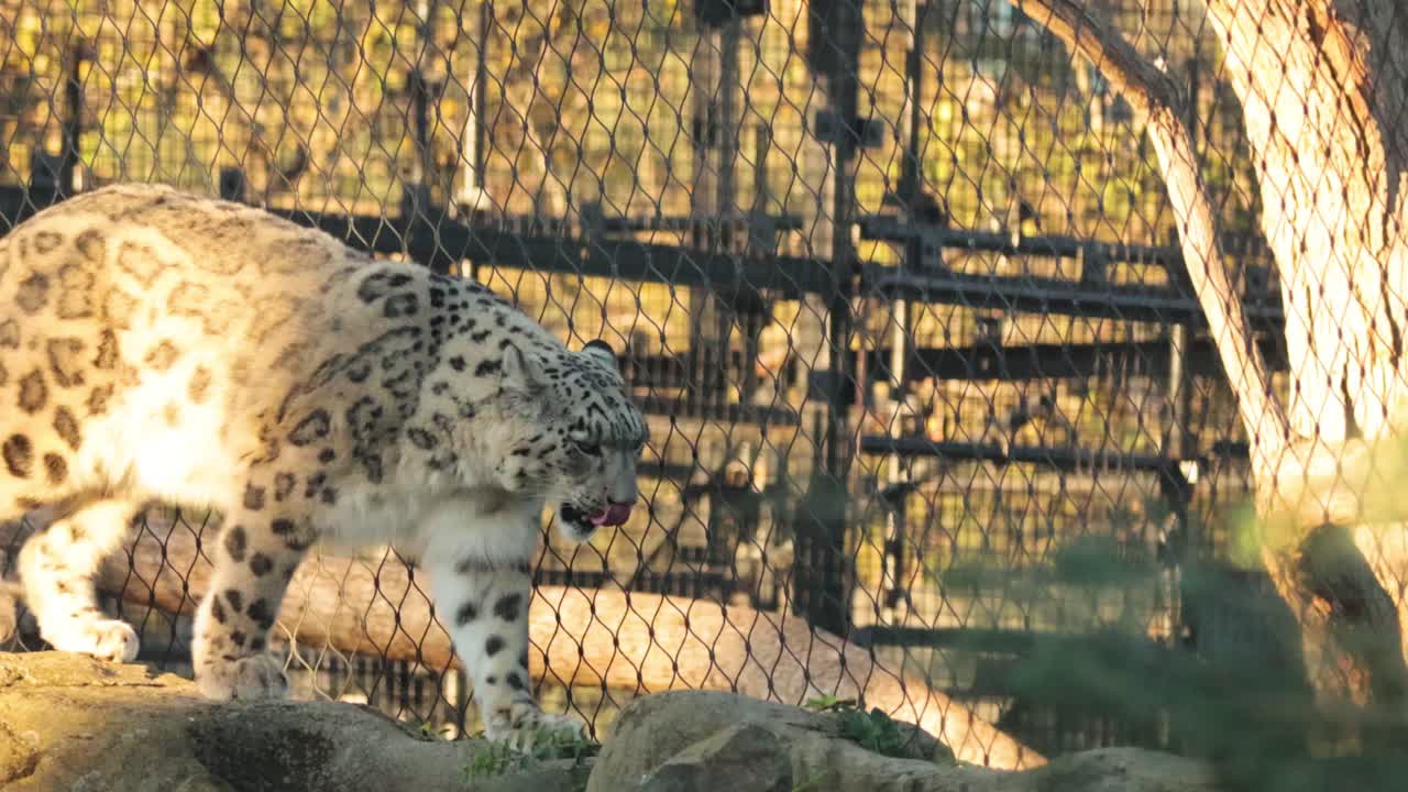눈표범 이 산책 하고 보호 구역 을 탐사 하고 있다
