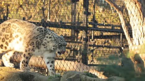 leopardo de nieve caminando y explorando su recinto