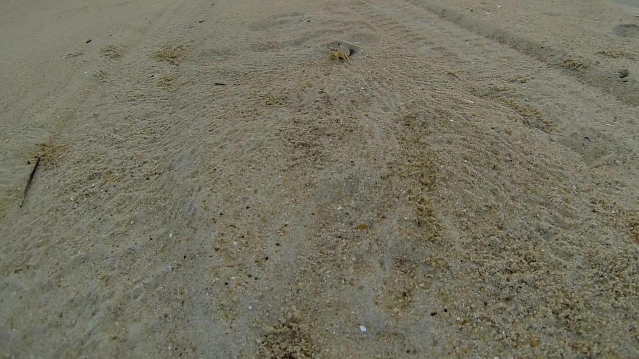 cangrejo fantasma atlántico saca arena de la madriguera y vuelve a meterse en el agujero
