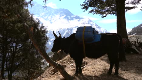 a yak resting in the shade of some trees after an exhausting climb on the trail