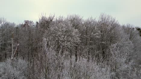 Winter-Snow-river-wood-forest-cloudy-sky-Germany