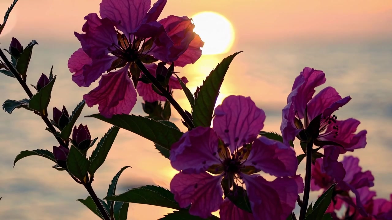 Fiori viola in fiore contro un tramonto dorato sull'oceano