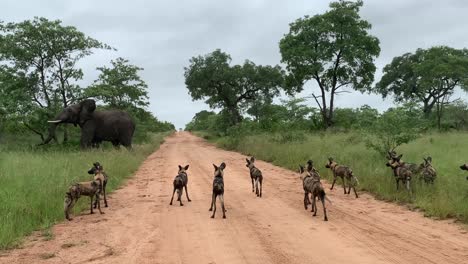 un elefante solitario carga contra una jauría de perros salvajes en un camino de tierra africano bajo la lluvia
