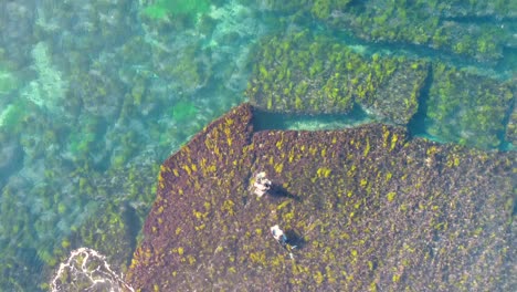 Drone-aerial-bird's-eye-shot-of-surfers-bodyboard-waiting-floating-on-crystal-clear-reef-break-ocean-Newcastle-NSW-Australia-4K