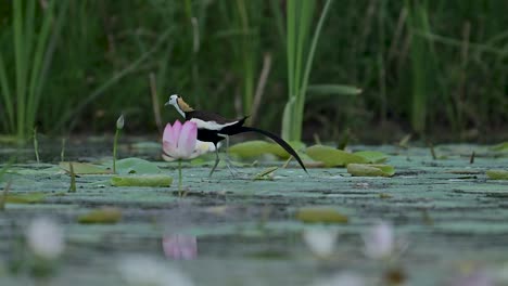 jacana bends to feed among floating lilies under golden light