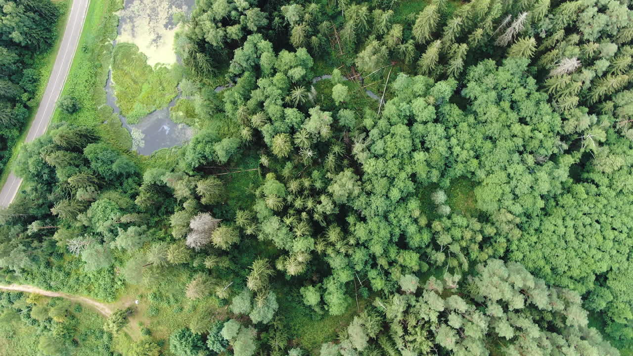 vibrante bosque lituano cerca de la carretera rural, vista aérea de arriba hacia abajo