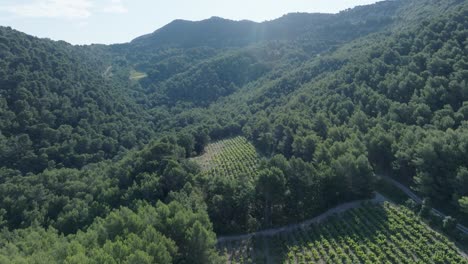 aerial drone shot flying over vineyards vaucluse provence south france