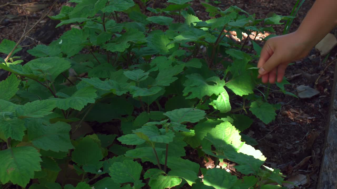 파출리 식물, 파출리 식물의 잎은 향뿐만 아니라 포푸리, 탈취제, 비누 및 스킨 케어 제품에 향을 첨가하는 데 사용됩니다.