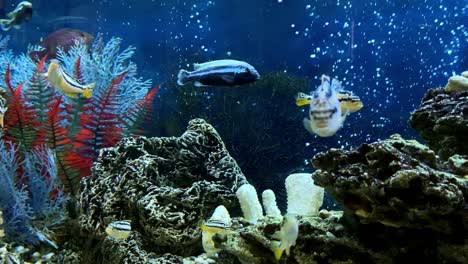 4k: 떠다니는 색의 물고기와 함께 가정의 담수 수족관. citron lemon cichlazoma, melanochromis auratus, cyrtocara moorii, copadichromis kadango의 수과 암.