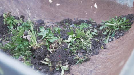tiro de cámara lenta de carretilla de relleno de malas hierbas