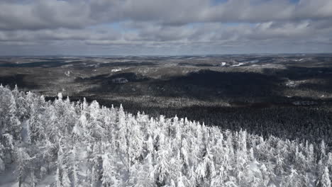 snowy mountain forest landscape