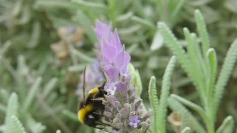 Hermosa-Abeja-Flotando-Sobre-La-Planta-De-Lavanda-Para-Obtener-Polen