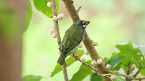 Coppersmith-Barbet-Bird-Eating-Syconus-Fruit-Perched-on-Sea-Fig-Tree-Branch