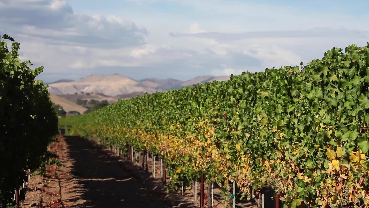 Splendida inquadratura di un filare di viti ben curate nella AVA della Valle di Santa Ynez, California