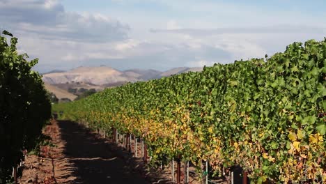 Disparo-De-Belleza-De-Una-Hilera-De-Vides-Cuidadas-En-El-Valle-De-Santa-Ynez-Ava-De-California-1