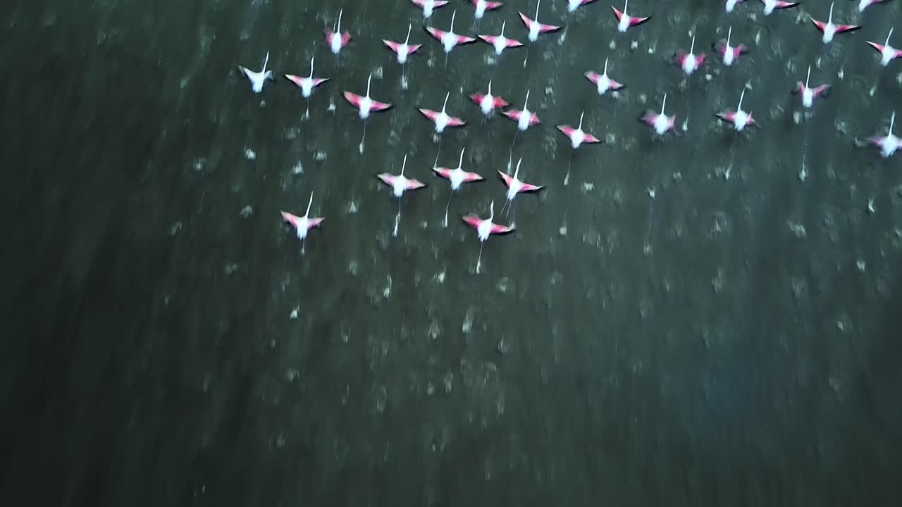 Flock of flamingos as seen from directly above as they take off and fly away from shallow water