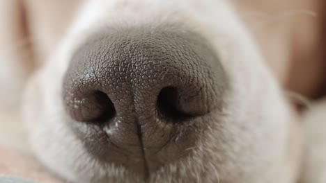 an extreme close up of a beagle's nose, shot handheld