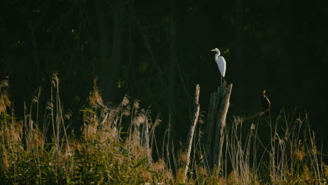 una gran garza blanca y un cormorán sentados tranquilamente en un obstáculo