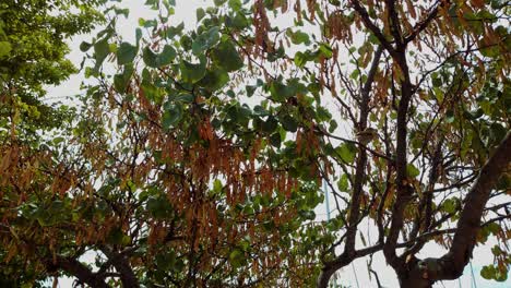 pequeño pájaro aterrizando en un árbol debajo de las ramas en un día soleado de verano en un puerto