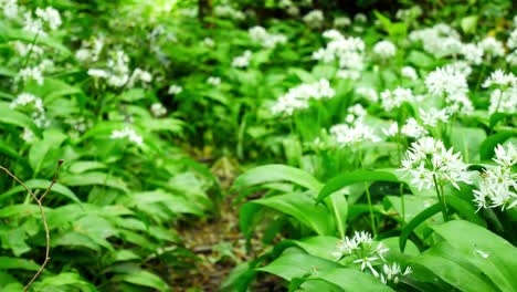 Blooming-white-wild-garlic-scented-Allium-ursinum-flowers-in-beautiful-woodland-forest-wilderness-close-up-dolly-left