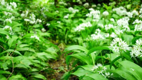 blooming white wild garlic scented allium ursinum flowers in beautiful woodland forest wilderness close up dolly left