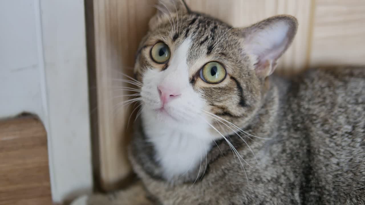 고양이가 쳐다보고 궁금해하는 장면을 클로즈업