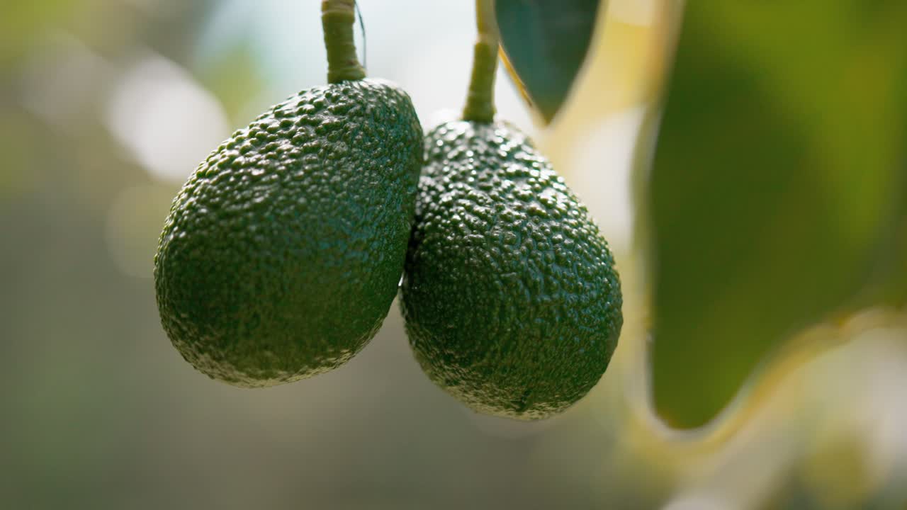 disparo de bajo ángulo de un racimo de aguacates orgánicos colgando de un árbol tropical verde