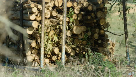 Trucks-with-stacks-of-eucalyptus-lumber-drive-away-down-dirt-road