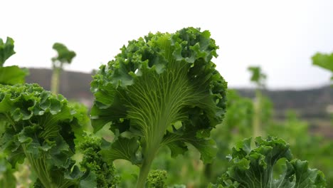close-up de folhas de couve na fazenda de vegetais