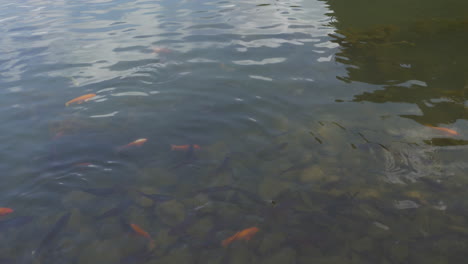 carp in the water and green islet vietnam