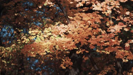 colorful maple leaves brightened by the sunlight