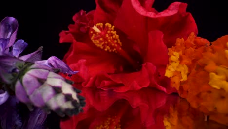 macro view moving past colorful flowers on reflective glass and black background