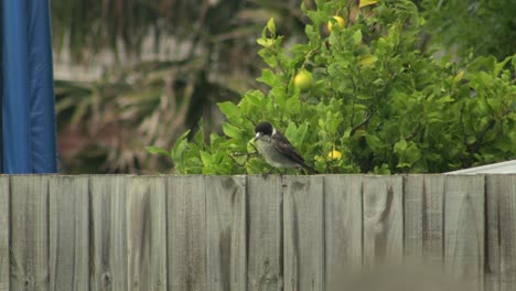 Würgervogel-Hüpft-Am-Zaun-Entlang-Australien-Gippsland-Victoria-Maffra