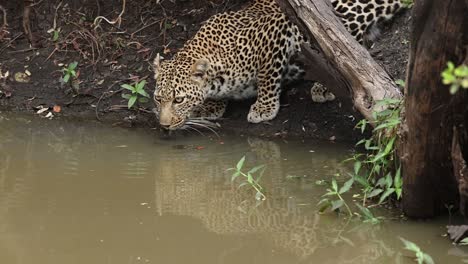 a leopard drinking water in a river while crouching under an acacia tree that is growing right at the edge of the river. there is a reflection of the leopard in the water right next to the acacia.