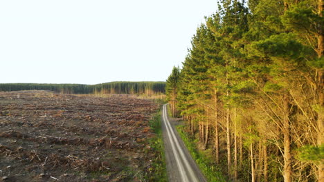 Road-divide-pine-forest-and-deforestation-land-plots,-aerial-view