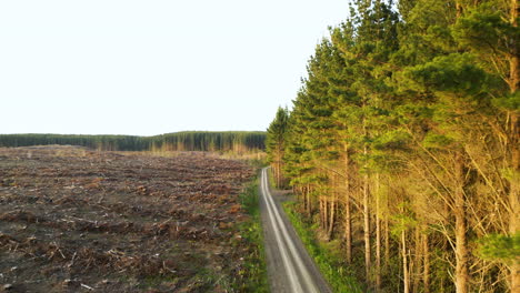 road divide pine forest and deforestation land plots, aerial view