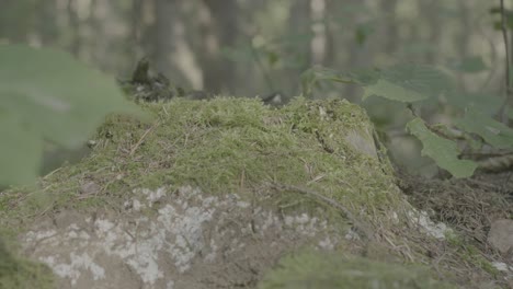 tronco de árbol cubierto de musgo en el bosque