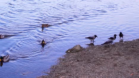 hooded crows foraging food on the shore with mallard ducks swimming on the shallow water of river near the park in romania