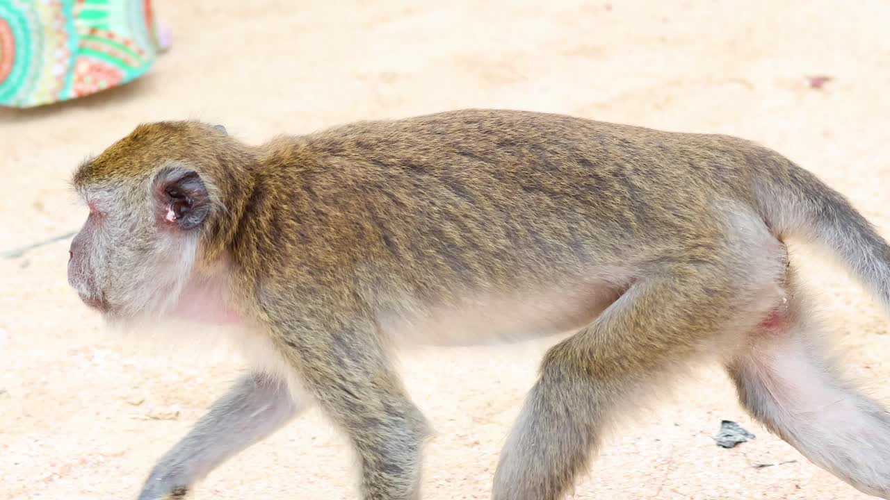 mono paseando por una zona de playa de arena