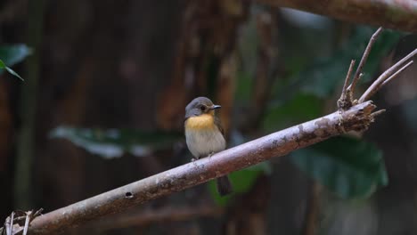 la cámara hace zoom deslizándose hacia la izquierda mientras mira hacia la derecha, mosquitero azul indochino cyornis sumatrensis, hembra, tailandia