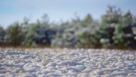 Snow-covered-ground-forest-meadow-at-sunny-winter-day.-Lush-evergreen-fir-trees