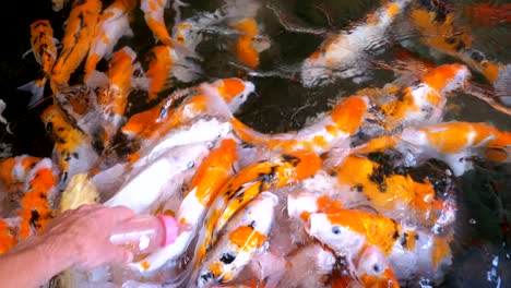 feeding colorful japanese red carp from a bottle with a pacifier. thailand