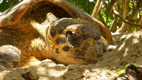 Toma-Muy-Cercana-De-La-Cabeza-De-La-Tortuga-Carey-En-La-Playa,-Cavando-Un-Hoyo-Y-Poniendo-Huevos