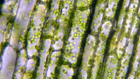 microscopic plant cells with chlorophyll