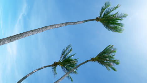 Hermoso-Paisaje-De-Palmeras-De-Coco-Y-Nubes-Blancas-Alrededor-Del-Cielo-Azul